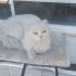 🐾 Sahiplenmek İsteyenlere: Uysal ve Akıllı Cins Kedi Yeni Yuvasını Arıyor 🏡 fotoğraf
