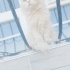 🐾 Sahiplenmek İsteyenlere: Uysal ve Akıllı Cins Kedi Yeni Yuvasını Arıyor 🏡 fotoğraf