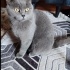 BU GÜZEL KEDİLERE YUVS ARİYORUM ÜCRETSİZ fotoğraf