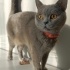BU GÜZEL KEDİLERE YUVS ARİYORUM ÜCRETSİZ fotoğraf