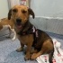 Kurtarılmış bir köpeğe yuva arıyoruz.r