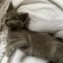 Bir gözü kör bebek kedi yuva arıyor