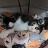 GÜZELLER GÜZELİ CALİCO-BRİTİSH MELEZİ fotoğraf