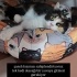 GÜZELLER GÜZELİ CALİCO-BRİTİSH MELEZİ fotoğraf