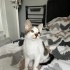 Minik Kendisine Kalıcı Yuva Arıyor fotoğraf