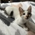 Minik Kendisine Kalıcı Yuva Arıyor fotoğraf