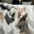 Minik Kendisine Kalıcı Yuva Arıyor fotoğraf