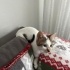 Minik Kendisine Kalıcı Yuva Arıyor fotoğraf