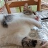 Her kediden farklı bir hikayesi olan özel bir kedi. 🐱 fotoğraf
