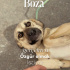 Boza ailesine kavuşmak istiyor fotoğraf