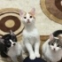 Bu güzel 3 minişe yuva arıyoruz. fotoğraf