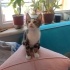 Çok sevimli bir erkek kedi