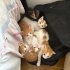 Sarı Şekerler yuva arıyor (2 erkek,4 dişi) fotoğraf