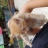 Carsimizin kedisi