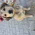 Kısırlaştırılmış, koca kulak bal porsuğu fotoğraf