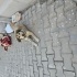 Kısırlaştırılmış, koca kulak bal porsuğu fotoğraf