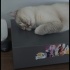 Ücretsiz Sahiplendirme fotoğraf