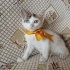 Minik Patiler yuva arıyor (2 dişi, 1 erkek) fotoğraf