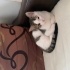Ömürlük yuvası olsun fotoğraf