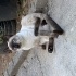 MUĞLA/MİLAS-BODRUM YUVA İLANI fotoğraf