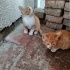 2 SARMAN KARDEŞ ACİL YUVA fotoğraf