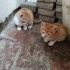 2 SARMAN KARDEŞ ACİL YUVA fotoğraf