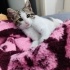 ACİL - YAVRU KEDİ (2 AYLIK ) TEDAVİ EDİLMİŞ fotoğraf