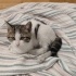 ACİL - YAVRU KEDİ (2 AYLIK ) TEDAVİ EDİLMİŞ fotoğraf
