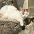 Özel ve güzel bir çocuk fotoğraf