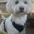 Maltipoo Lucy’mize ömürlük yuva arıyoruz fotoğraf