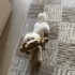 Maltipoo Lucy’mize ömürlük yuva arıyoruz fotoğraf