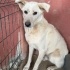 Olaf 🤍 Barınakta ve kurtarılmayı bekliyor! fotoğraf