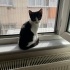 Acilll yuva lazım yoksa sokakta kalacak lütfen sahiplenelim fotoğraf