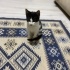 Acilll yuva lazım yoksa sokakta kalacak lütfen sahiplenelim fotoğraf