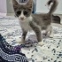 Tatlı mı tatlı dişi yavruya yuva arıyorum fotoğraf