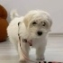 YAKLAŞIK 1.5 YAŞLARINDA MALTESE TERRİER fotoğraf