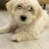 YAKLAŞIK 1.5 YAŞLARINDA MALTESE TERRİER fotoğraf