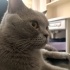 Ücretsiz sahiplendirme Dişi British Shorthair fotoğraf