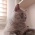 Ücretsiz sahiplendirme Dişi British Shorthair fotoğraf