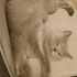 Ücretsiz sahiplendirme Dişi British Shorthair fotoğraf