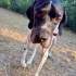 Ücretsiz sahiplenme pointer köpek acil yuva fotoğraf