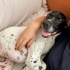 Ücretsiz sahiplenme pointer köpek acil yuva fotoğraf