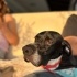 Ücretsiz sahiplenme pointer köpek acil yuva fotoğraf