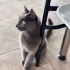 ÇOK ACİL YUVA TERK EDİLMİŞ CİNS KEDİ fotoğraf