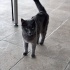 ÇOK ACİL YUVA TERK EDİLMİŞ CİNS KEDİ fotoğraf