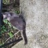 ÇOK ACİL YUVA TERK EDİLMİŞ CİNS KEDİ fotoğraf