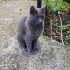 ÇOK ACİL YUVA TERK EDİLMİŞ CİNS KEDİ fotoğraf
