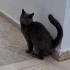 ÇOK ACİL YUVA TERK EDİLMİŞ CİNS KEDİ fotoğraf