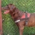 Hera labrador acil yuva fotoğraf