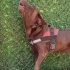 Hera labrador acil yuva fotoğraf